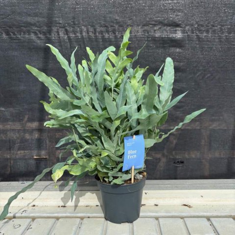 PHLEBODIUM AUREUM Blue Star