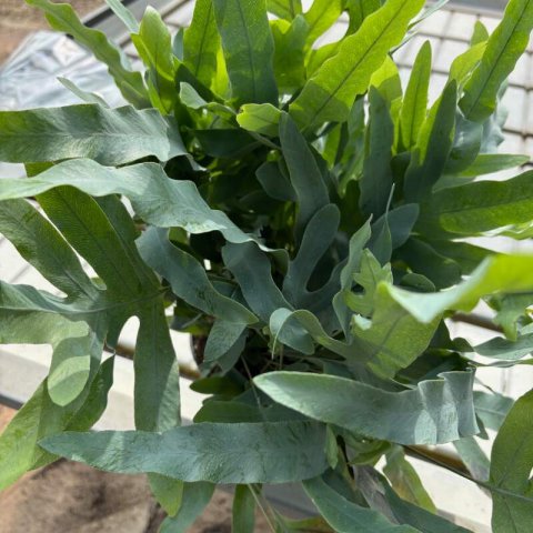 PHLEBODIUM AUREUM Blue Star