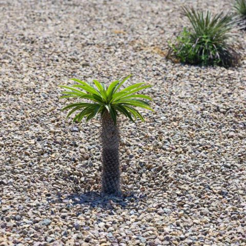 PACHYPODIUM LAMEREI - Palmier de Madagascar #1