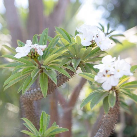 PACHYPODIUM LAMEREI - Palmier de Madagascar #2