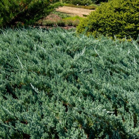 JUNIPERUS HORIZONTALIS - Creeping Juniper Blue Chip