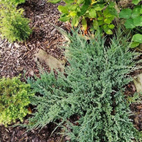 JUNIPERUS HORIZONTALIS - Creeping Juniper Blue Chip