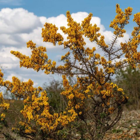 GENISTA SCORPIUS