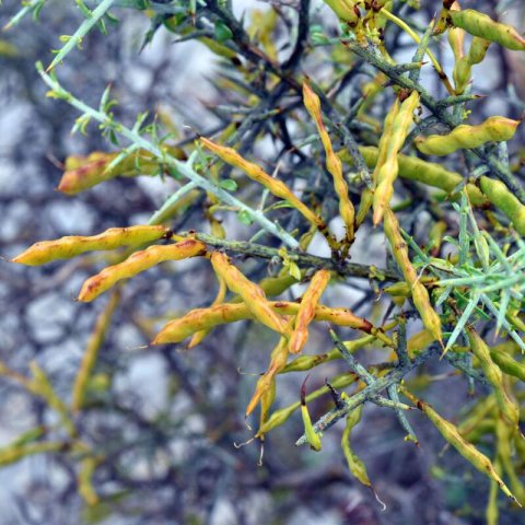 GENISTA SCORPIUS