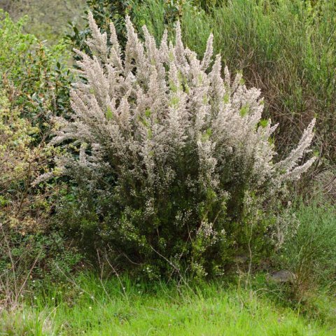 ERICA ARBOREA - Brezo blanco