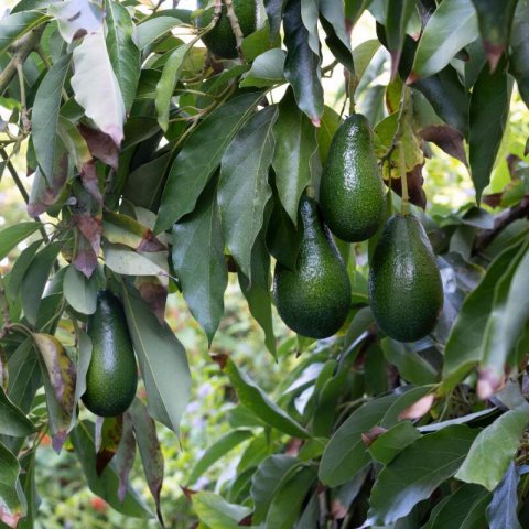 PERSEA AMERICANA - ADVOCADO ETTINGER #1