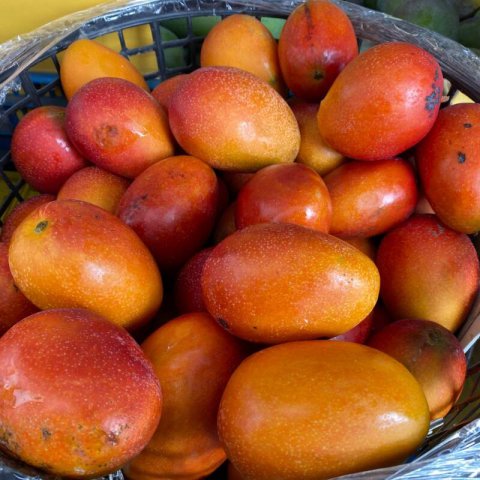 MANGIFERA INDICA - MANGO IRWIN