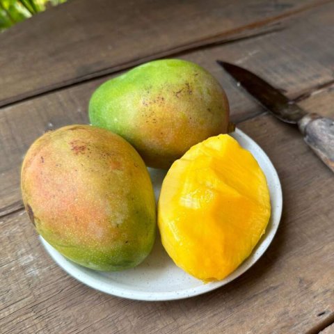 MANGIFERA INDICA - MANGO IRWIN