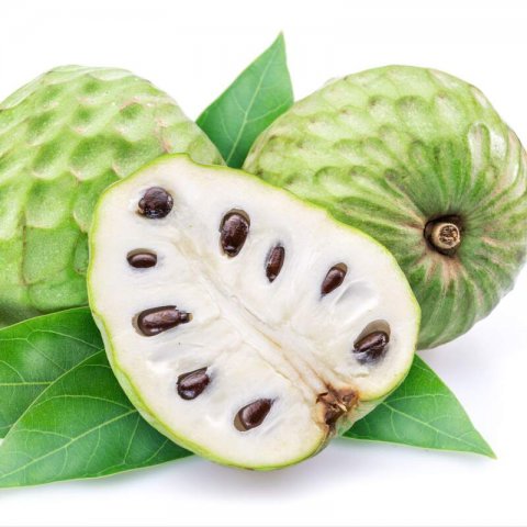 ANNONA CHERIMOLA - CHIRIMOYO Campa
