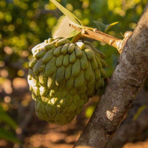ANNONA CHERIMOLA - CHIRIMOYO Campa