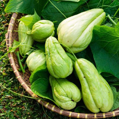 SECHIUM EDULE - Chayote, Christophine