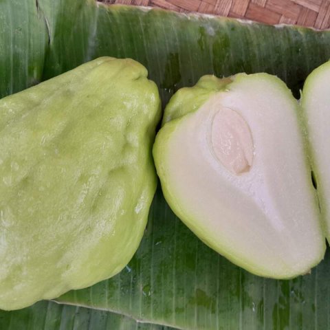 SECHIUM EDULE - Chayote, Christophine