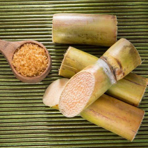 SACCHARUM OFFICINARUM - Sugarcane