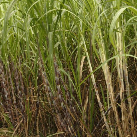 SACCHARUM OFFICINARUM - Sugarcane