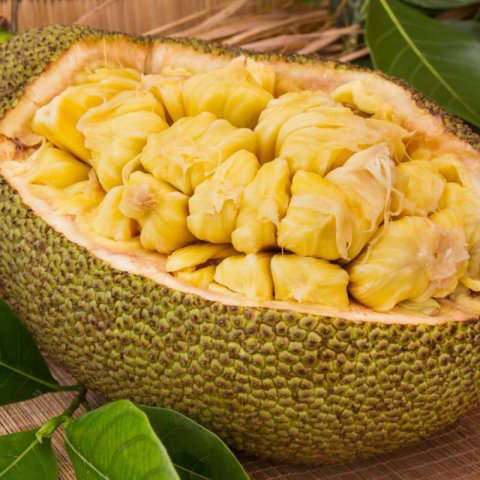 ARTOCARPUS HETEROPHYLLUS - JACK FRUIT