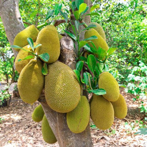 ARTOCARPUS HETEROPHYLLUS - JACK FRUIT