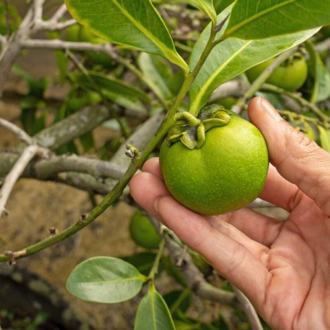 DIOSPYROS NIGRA - Sapotier noir