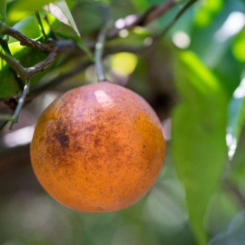 CASIMIROA EDULIS - ZAPOTE BLANCO