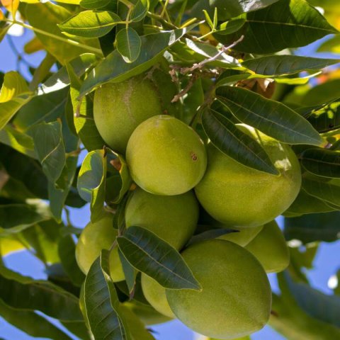 CASIMIROA EDULIS - ZAPOTE BLANCO