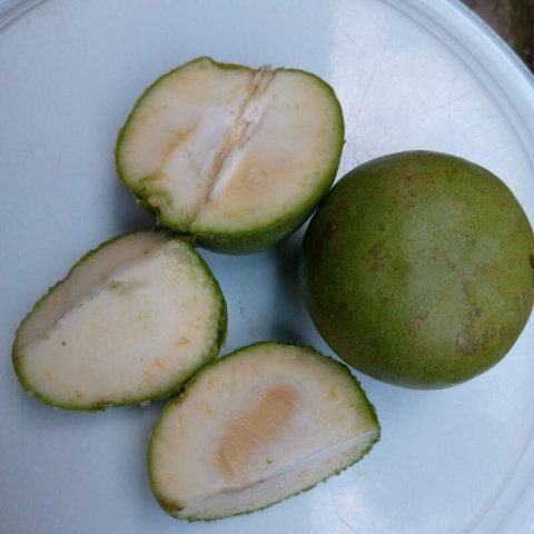 CASIMIROA EDULIS - ZAPOTE BLANCO