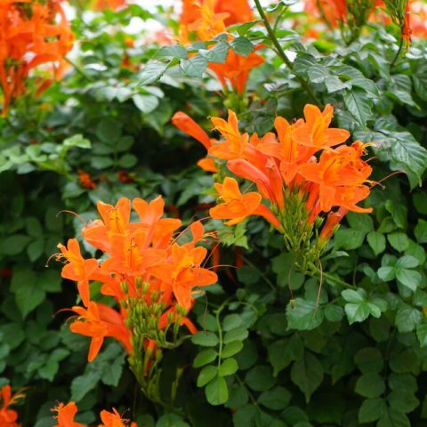 TECOMARIA CAPENSIS Calabaza