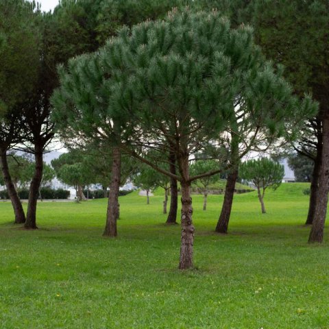 PINUS UNCINATA - Pin  crochets