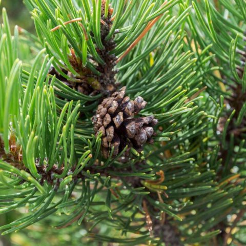 PINUS UNCINATA - Pin  crochets