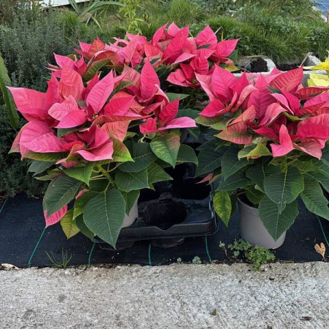 EUPHORBIA PULCHERRIMA Rose - Poinsettia