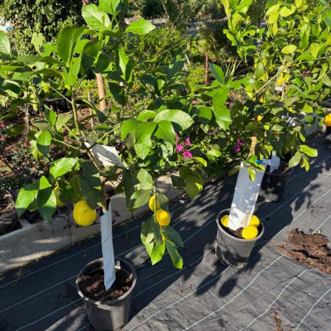 CITRUS x LIMON - Lemon Tree Meyeri