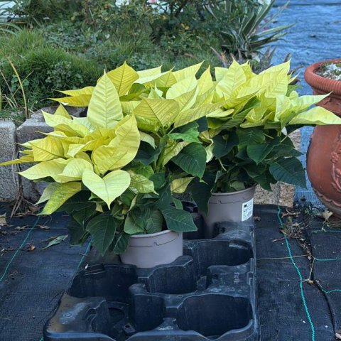 EUPHORBIA PULCHERRIMA Blanc - Poinsettia