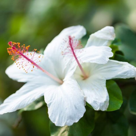 HIBISCUS ARNOTTIANUS - Hibiscus blanc dHawai
