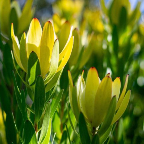 LEUCADENDRON Inca Gold