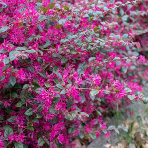 LOROPETALUM CHINENSE Ming Dinasty