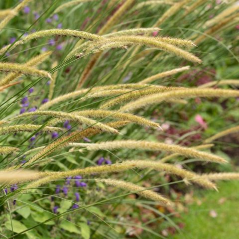 PENNISETUM MACROURUM