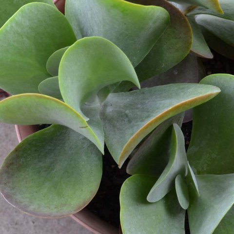 KALANCHOE THYRSIFLORA