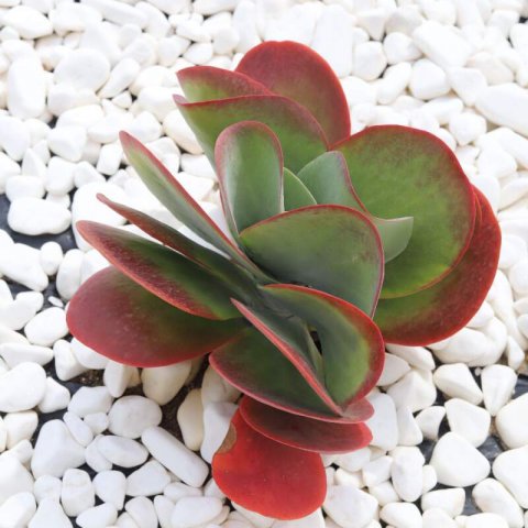 KALANCHOE THYRSIFLORA