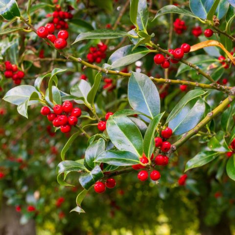 ILEX MESERVEAE Columnar