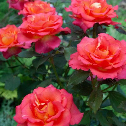 ROSAL MEILLAND ARLEQUIN ® Meihyago