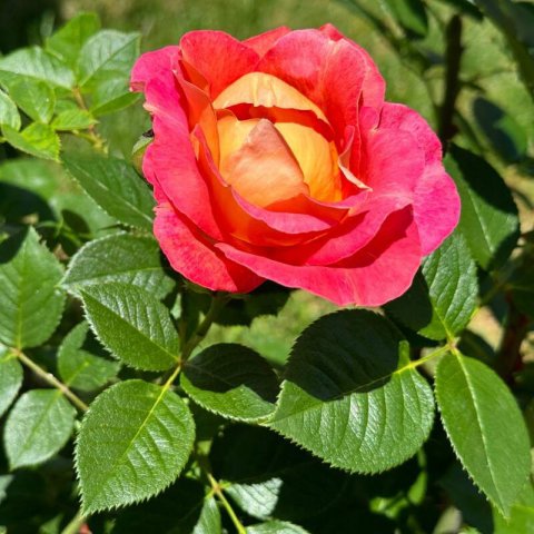 ROSAL MEILLAND ARLEQUIN ® Meihyago