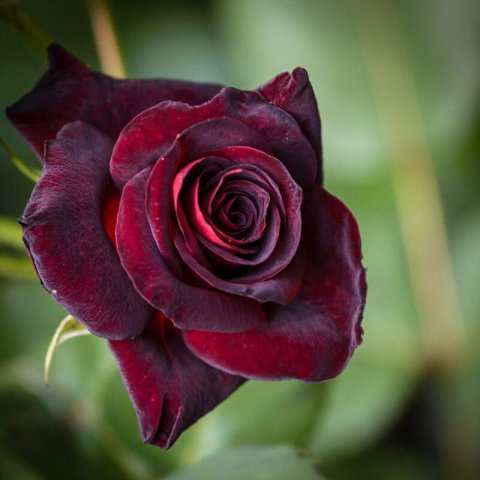 ROSAL MEILLAND Black BACCARA Meidebenne