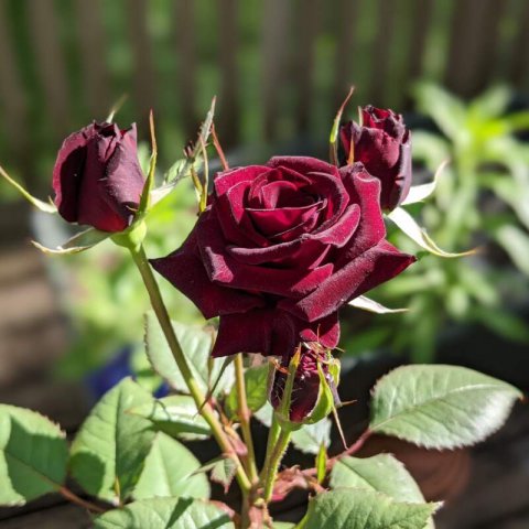 ROSAL MEILLAND Black BACCARA Meidebenne