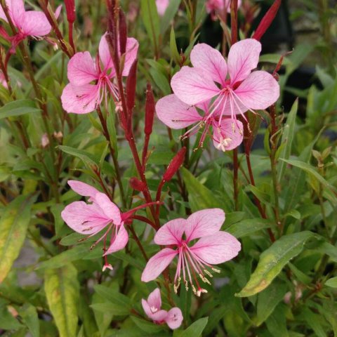 GAURA LINDHEIMERI Emmeline Pink Bouquet