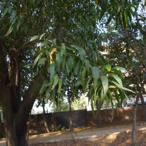 RHUS LANCEA (Searsia lancea) - Zumaque africano