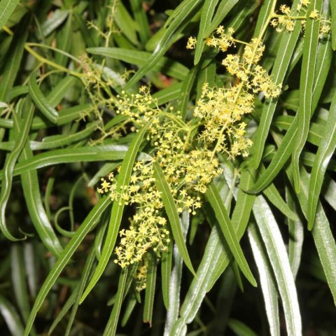 RHUS LANCEA (Searsia lancea)
