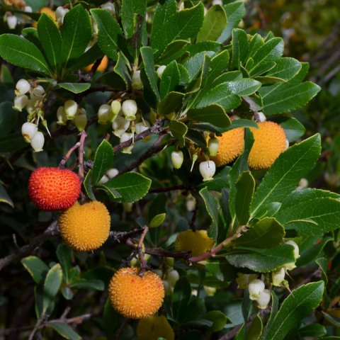 ARBUTUS UNEDO - Arbousier Atlantic