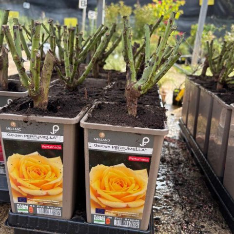 ROSAL MEILLAND Golden PERFUMELLA Meifazeda #1