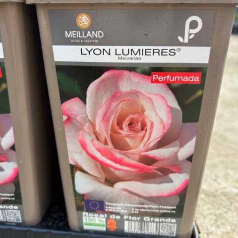 ROSAL MEILLAND LYON LUMIERES Meivanae #1