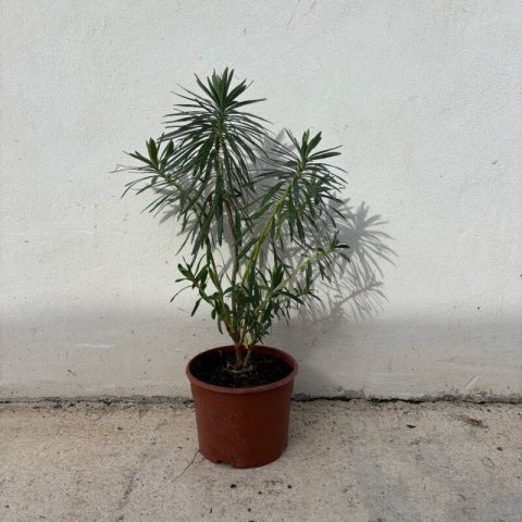 EUPHORBIA CHARACIAS subsp. WULFENII - M.2L