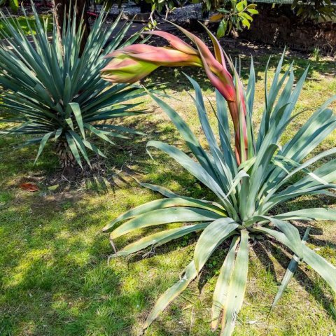 BESCHORNERIA YUCCOIDES - Yucca-leaved Beschorneria