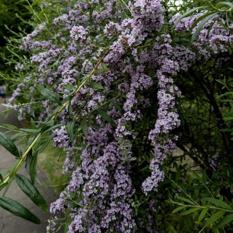 BUDDLEJA ALTERNIFOLIA - Arbusto de las mariposas